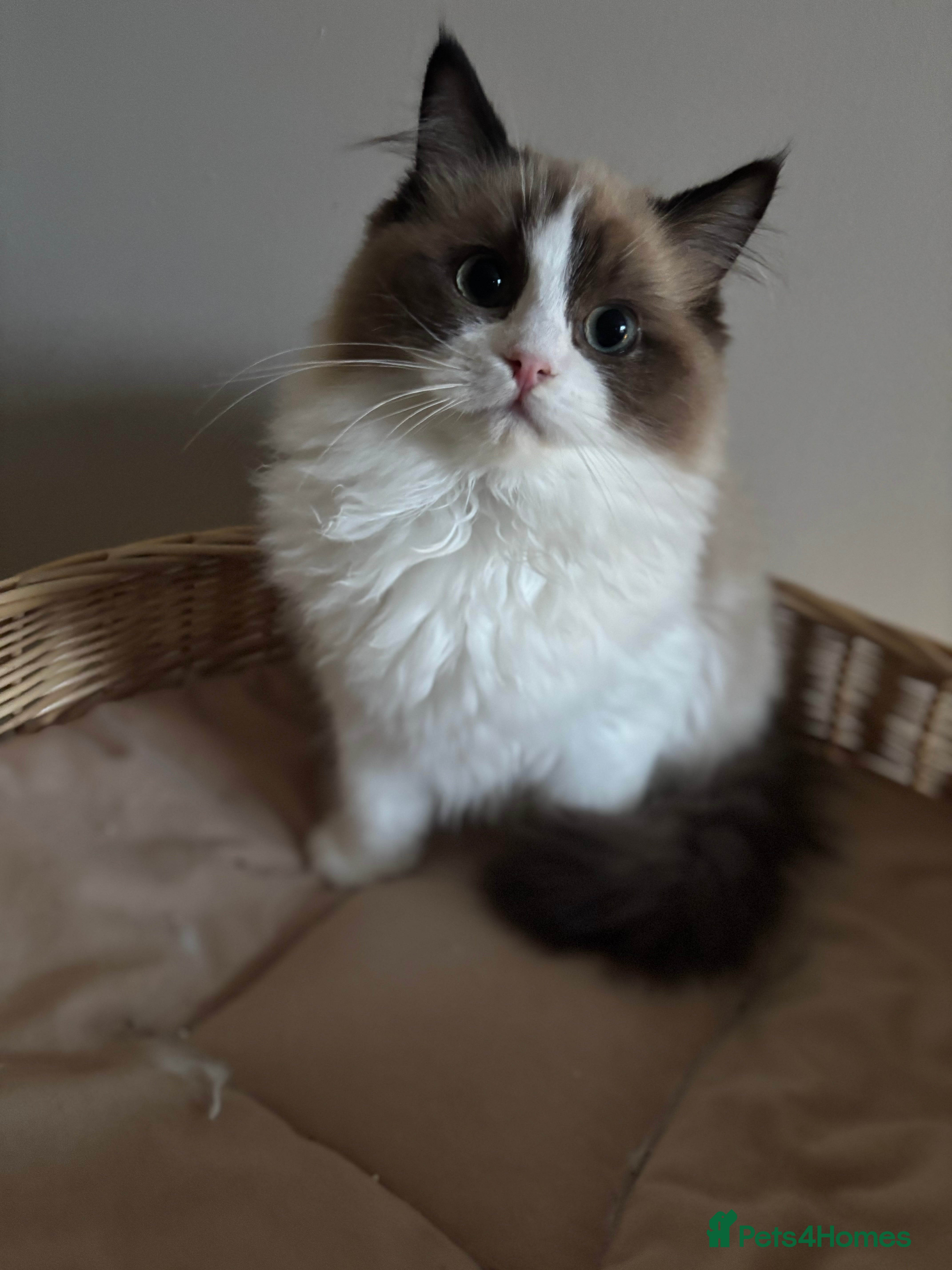 Ragdoll cats Beautiful seal mink bi colour girl 🩷🩷 - Advert 14