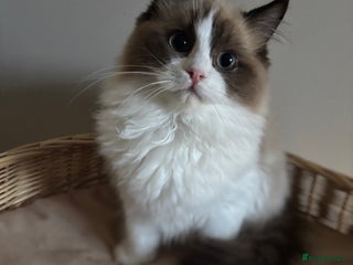 Ragdoll cats Beautiful seal mink bi colour girl 🩷🩷 - Advert 11