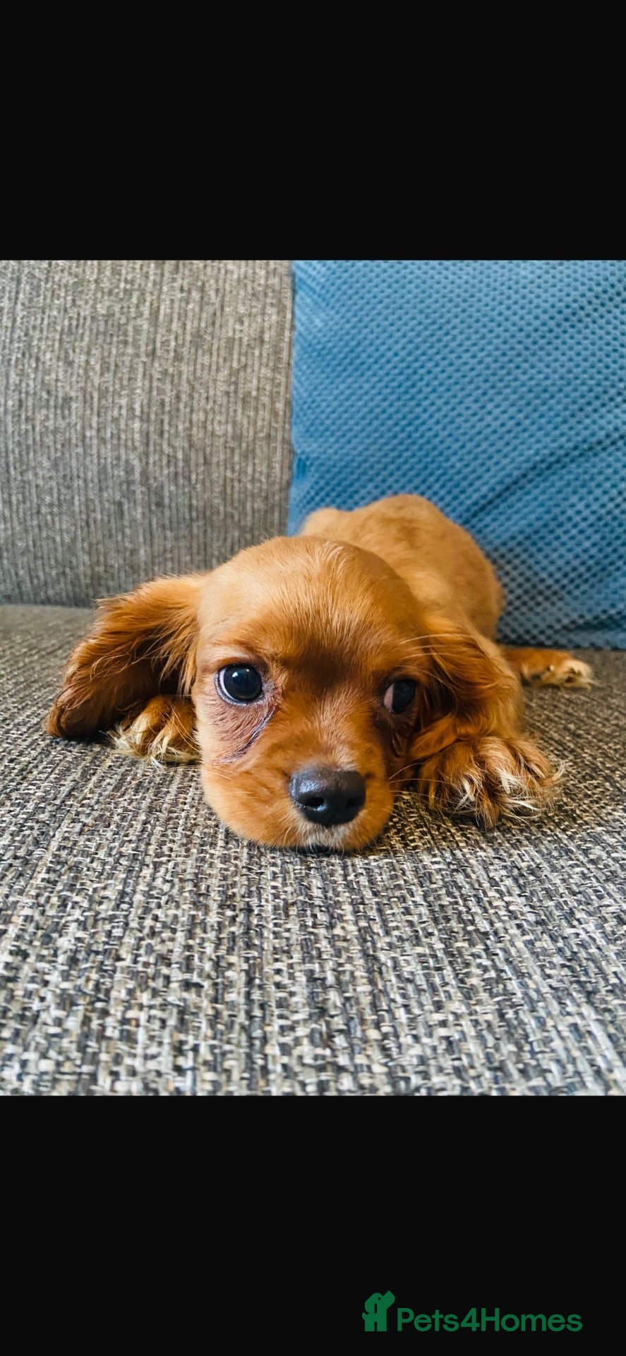Cavalier King Charles Spaniel dogs Red full breed cavalier boys  - Advert 2