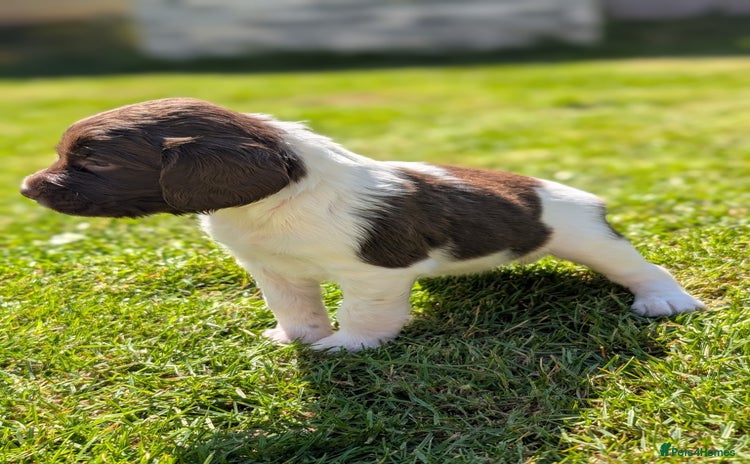English Springer Spaniel dogs - Advert 1
