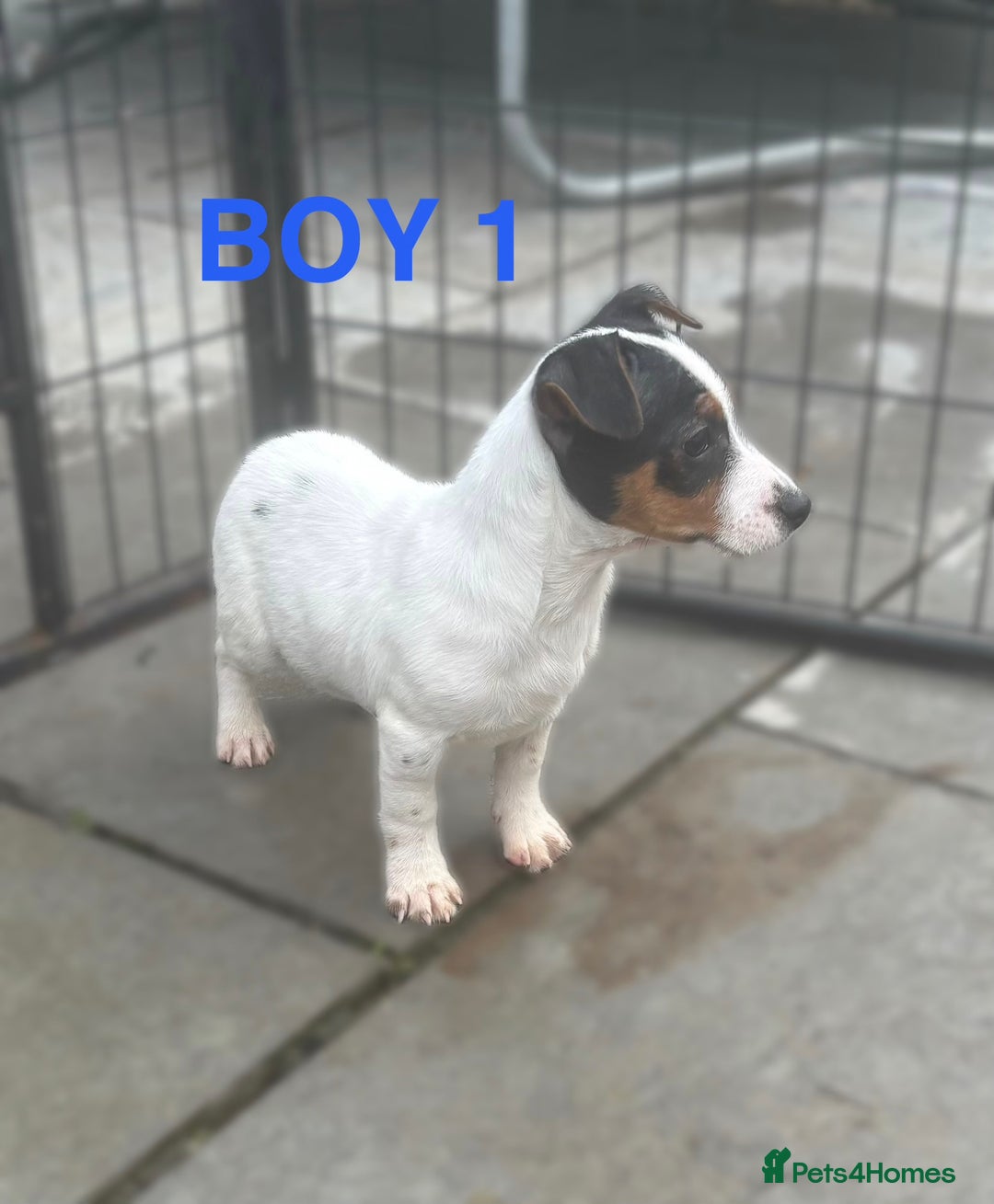 Jack Russell dogs for sale: Jack Russels  - Advert 2