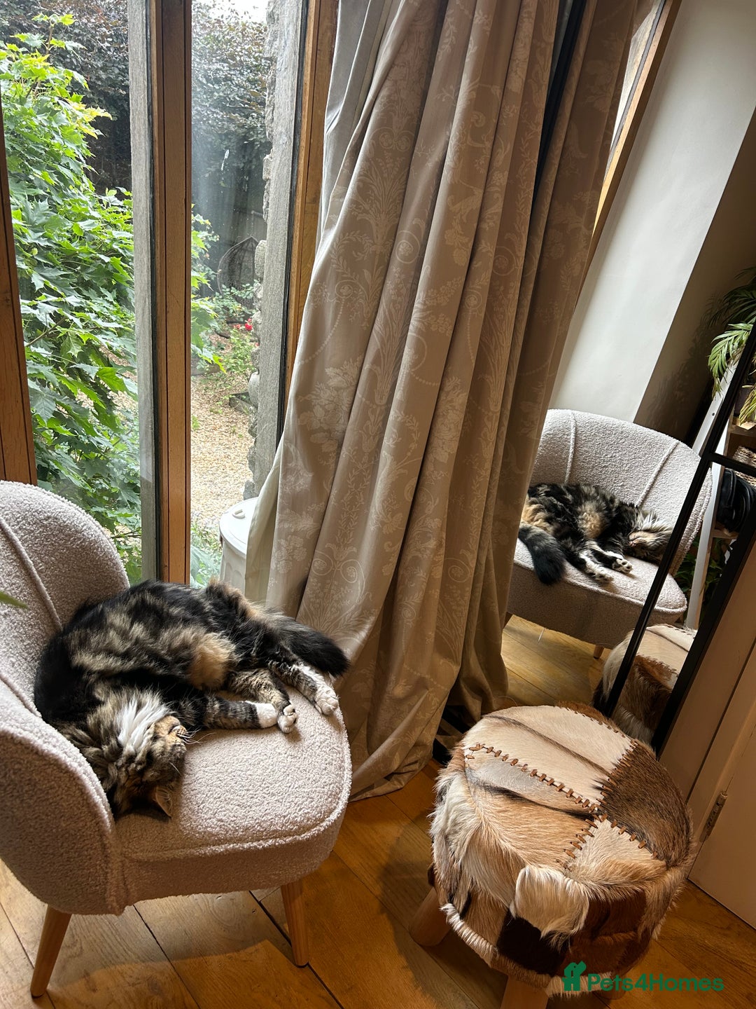 British Longhair cats for sale: Incredibly Beautiful British Longhair Male Cat - Advert 16