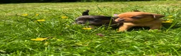 Mixed Breed dogs for sale: Pug X Dachund puppies - Advert 8