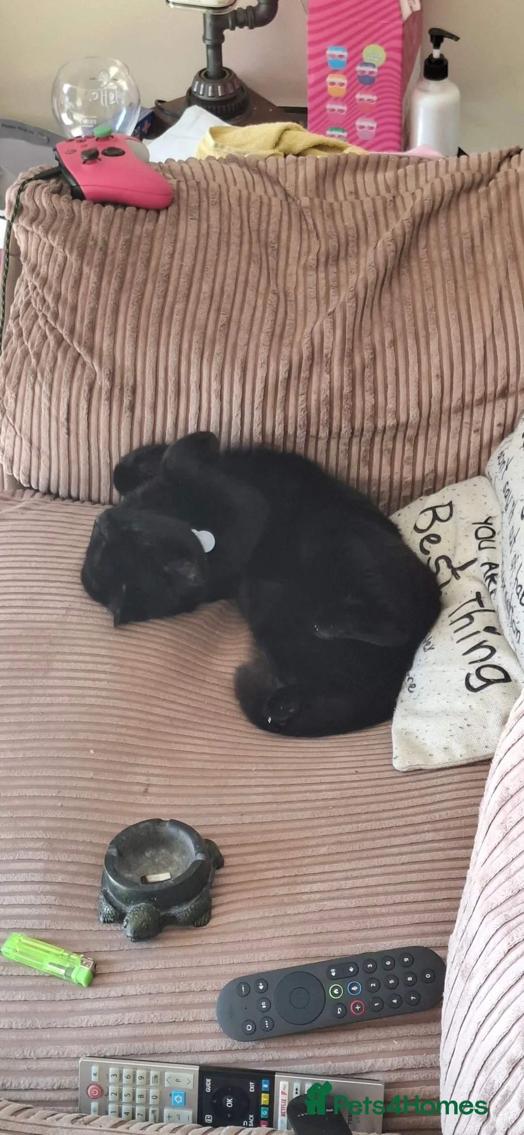 British Shorthair cats for sale: *ADOPTION* Bella British Shorthair - Advert 1