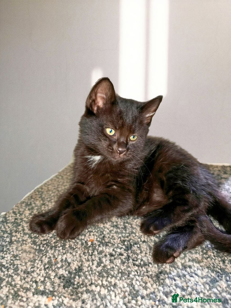 Mixed Breed cats Mixed breed black kitten - Advert 5