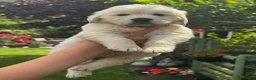 Golden Retriever dogs for sale: KC Cream litter from great health tested parents  - Advert 19
