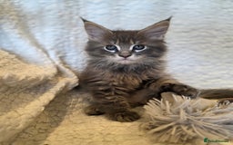 Maine Coon cats for sale: 4 x large bundles of fun - Image 7
