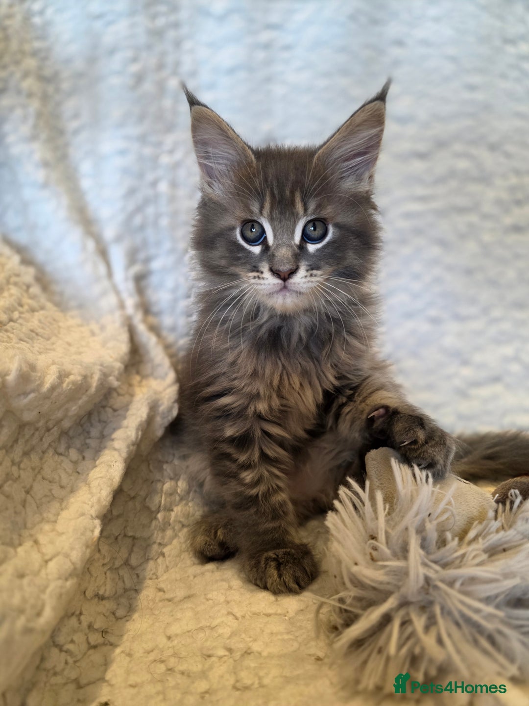 Maine Coon cats for sale: 4 x large bundles of fun - Image 7