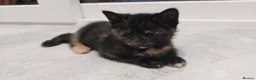 Mixed Breed cats for sale: Adorable Playful Kittens Looking for Home 🐾 - Advert 8