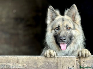 German Shepherd dogs Black and silver stud dog. Kc reg. health tested in Royston - Advert 16