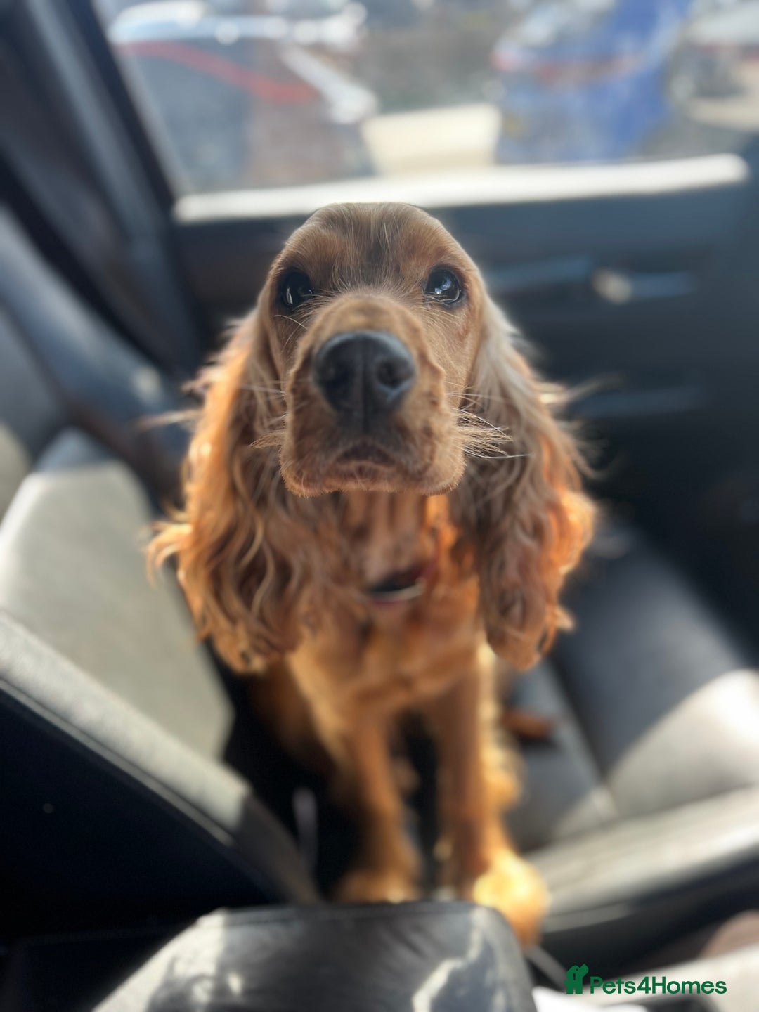 Cockapoo dogs for sale: Beautiful F1 cockapoo puppies  - Advert 7