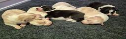 Border Collie dogs for sale: Exceptional, health tested, KC registered puppies - Advert 20