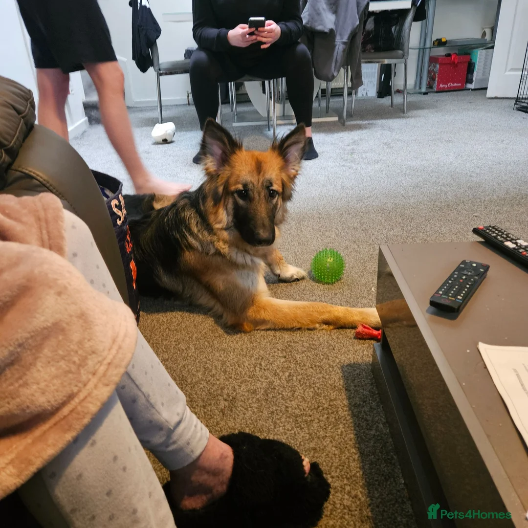 German Shepherd dogs for sale: Skye. - Advert 5