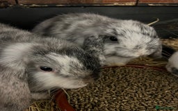 Mini Lop rabbits for sale: A Pair of Stunning Mini Lop Boys - Image 1
