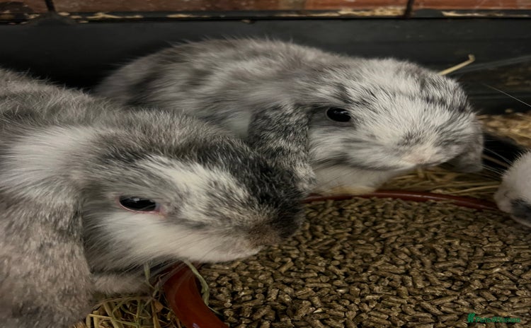 Mini Lop rabbits - Advert 1