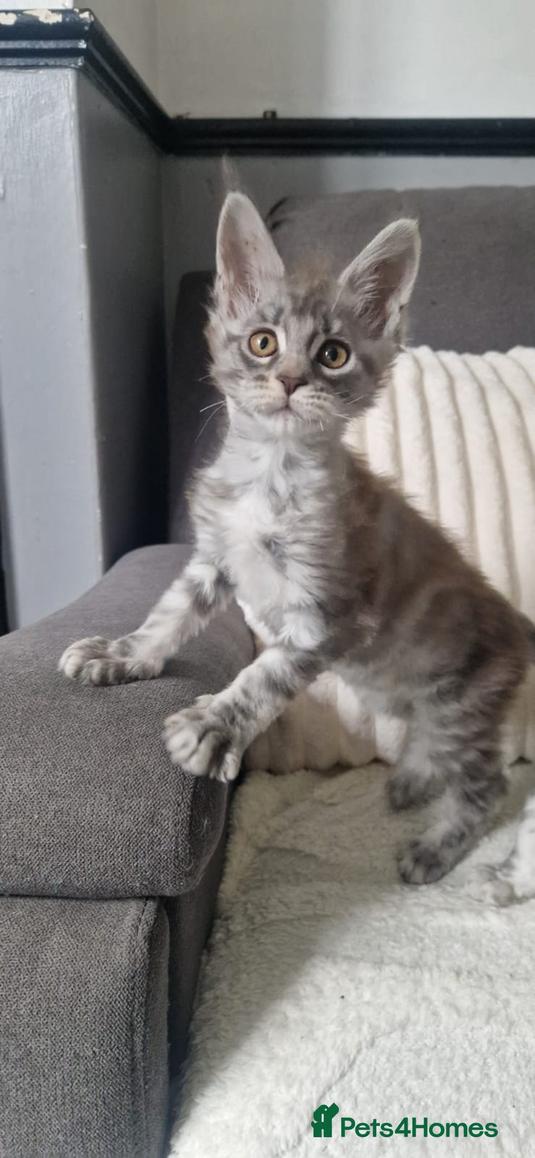 Maine Coon cats for sale: Beautiful GCCF Mainecoon kittens  - Image 13