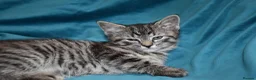 Mixed Breed cats for sale: 6 Gorgeous kittens for sale - Advert 35