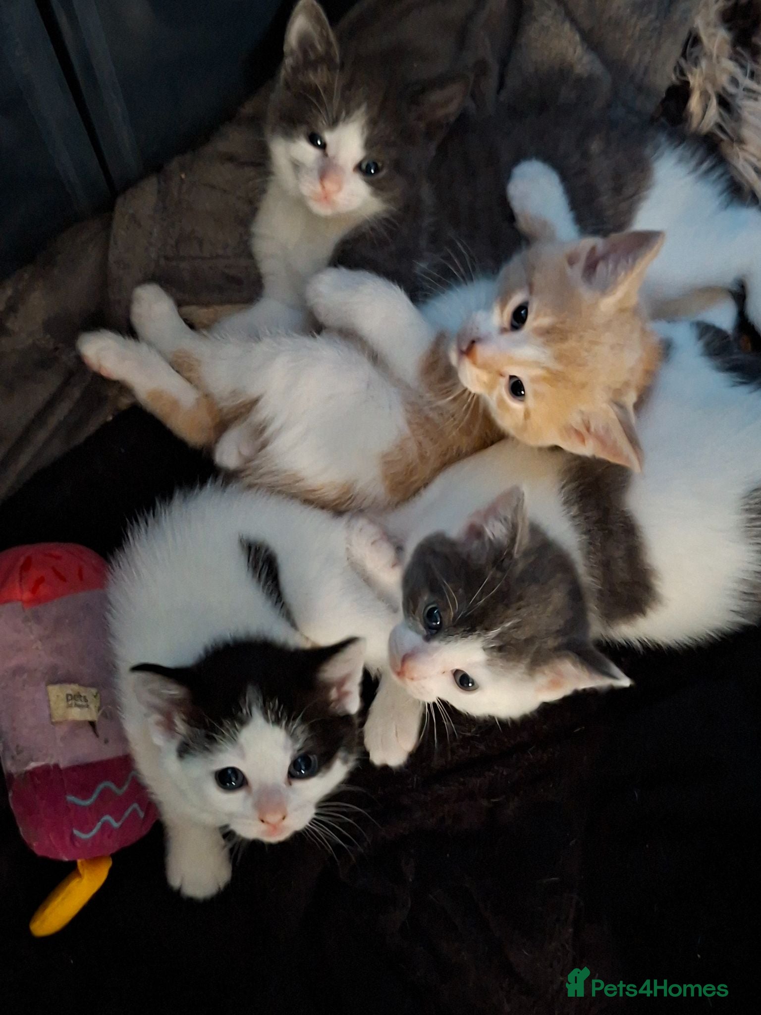 Mixed Breed cats Fluffy kittens - Advert 1