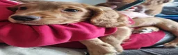 Cocker Spaniel dogs for sale: Cocker spaniel pups - Advert 4