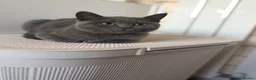 British Shorthair cats for sale: British short hair female  - Advert 1