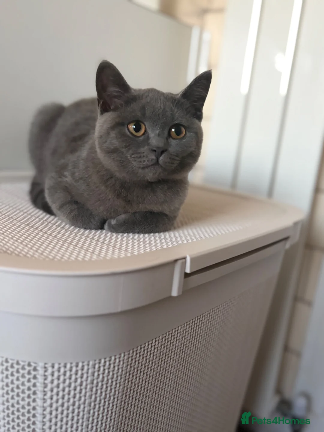 British Shorthair cats for sale: British short hair female  - Advert 1