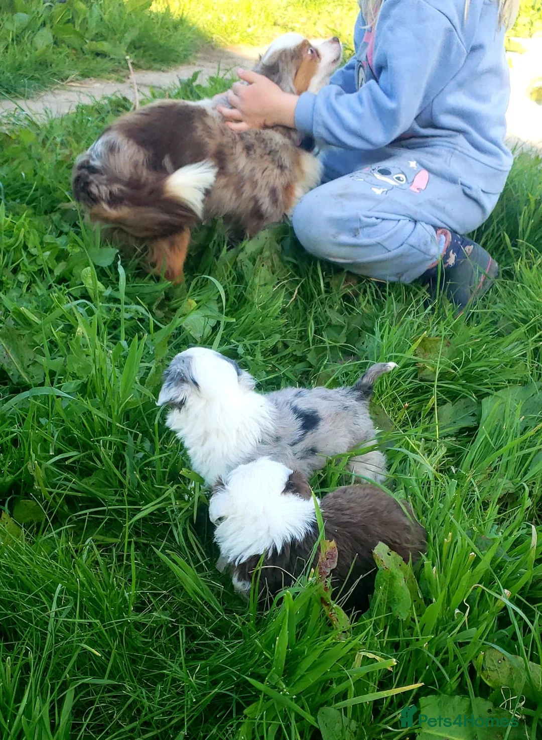 Aussiedoodle dogs for sale: Aussiedoodle puppies  - Advert 2