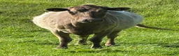 Cows & Bulls livestock for sale: Dexter x Galloway Cows and Dexter Bull for sale  - Advert 7