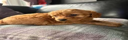 Cavapoo dogs for sale: stunning Cavapoo puppies up for sale  in Egremont - Advert 28