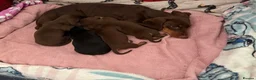 Dachshund dogs for sale: Miniature Dachshunds  - Advert 8