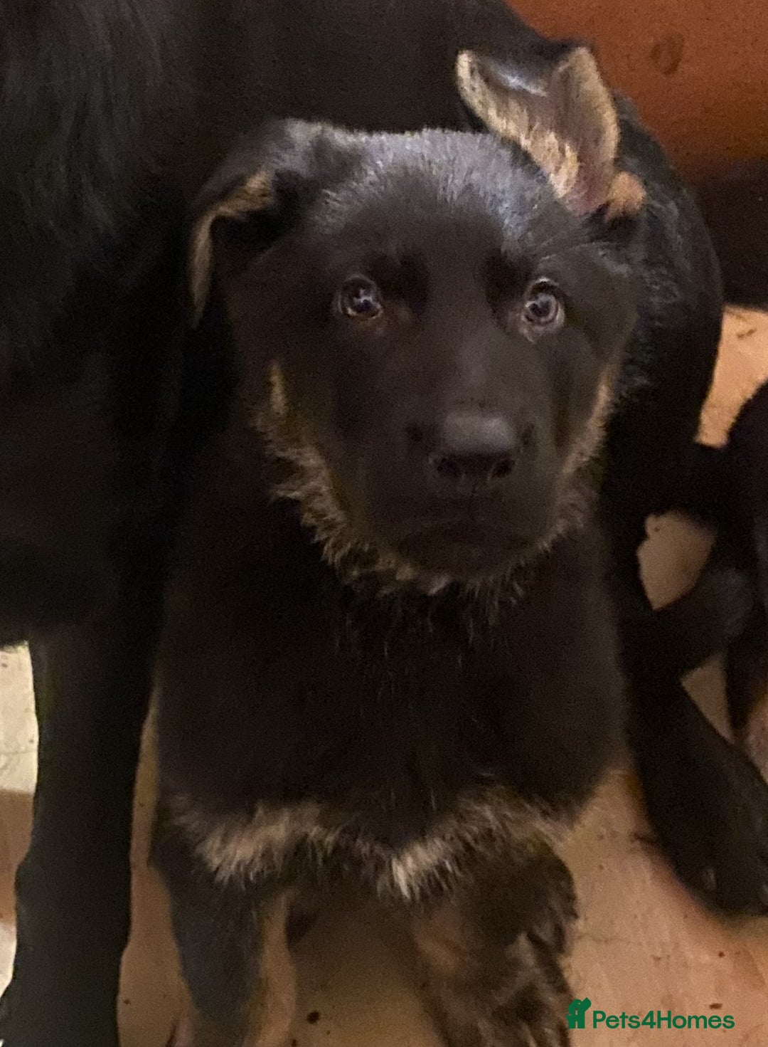 German Shepherd dogs for sale: 2 German Shepherd pups for sale - Image 4