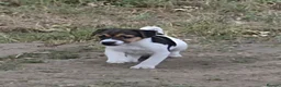 Jack Russell dogs for sale: Jack Russell puppies - Advert 3