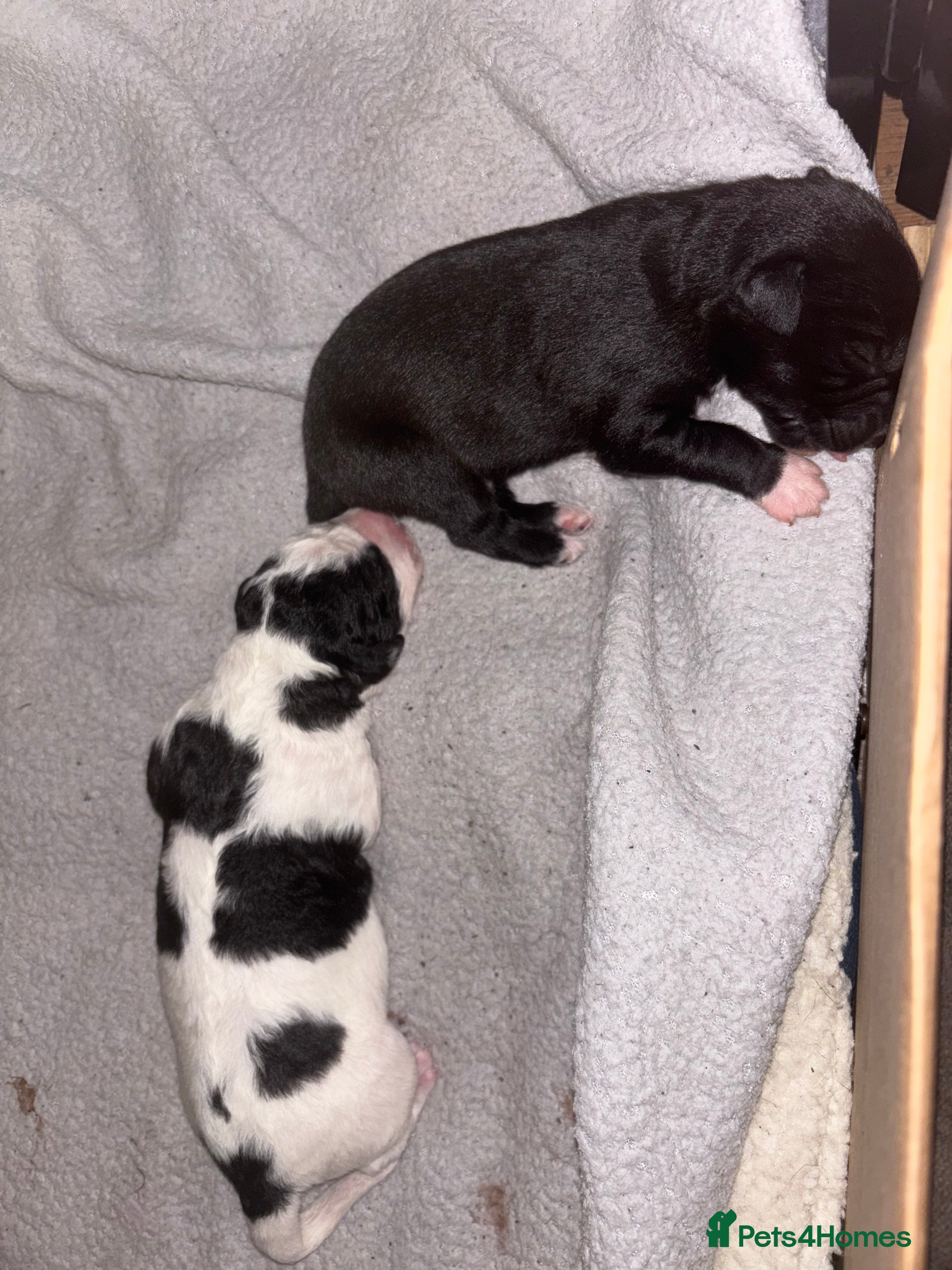 Whippet dogs Whippet puppies  - Advert 1