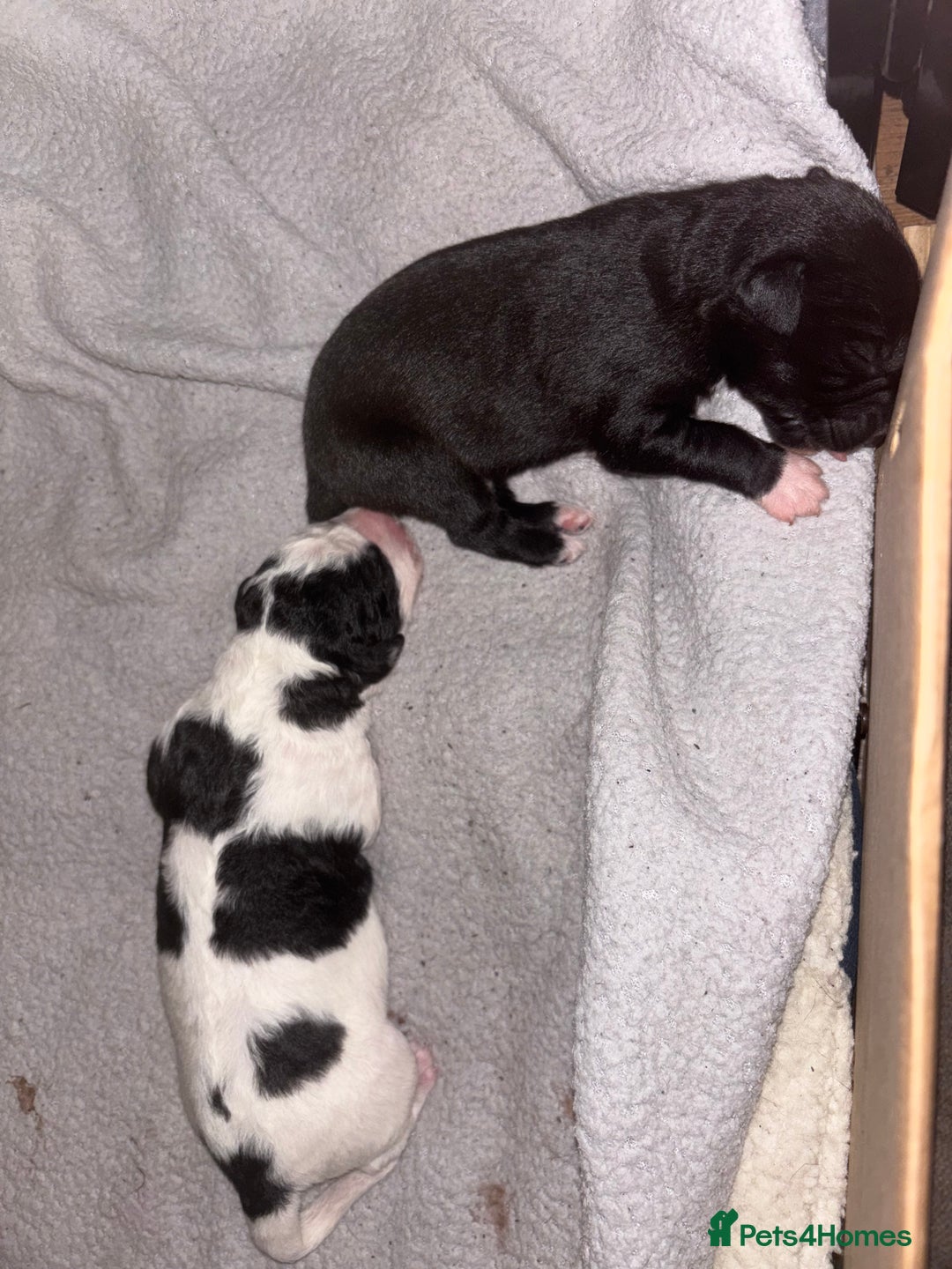 Whippet dogs for sale: Whippet puppies  - Advert 1