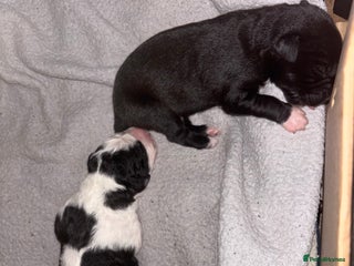 Whippet dogs Whippet puppies - Advert 1