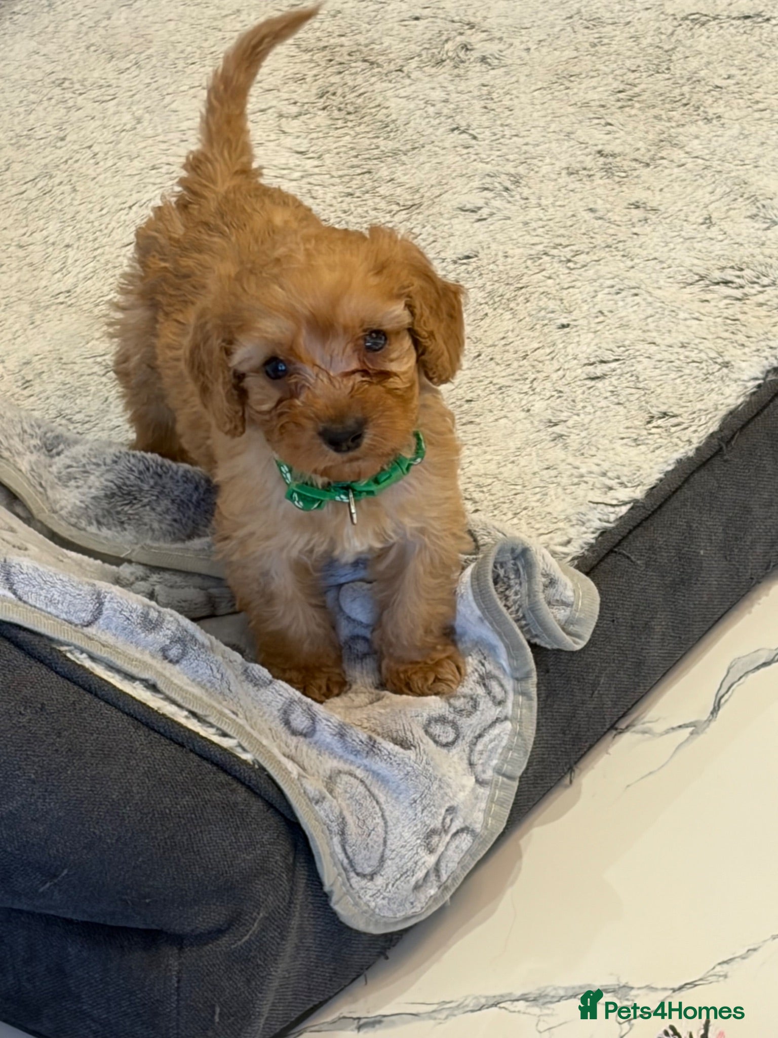 Cockapoo dogs 🐾BEAUTIFUL F1 COCKERPOOS REGISTERED BREEDER 🐾 - Advert 1