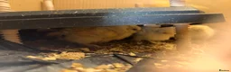 Chickens poultry for sale: Silkies chicken  - Advert 5