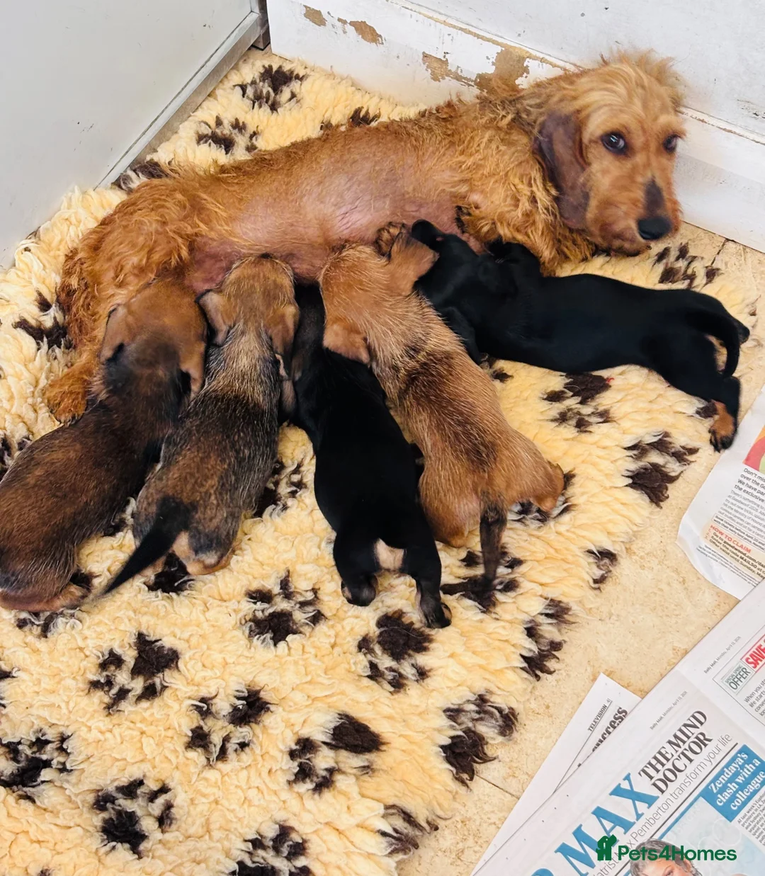Miniature Dachshund dogs for sale: Miniature dachshund Wirehaired  - Advert 1