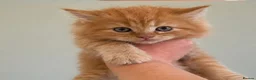 Maine Coon cats for sale: Available- Mainecoon kittens 😸 🥰😍 - Advert 1