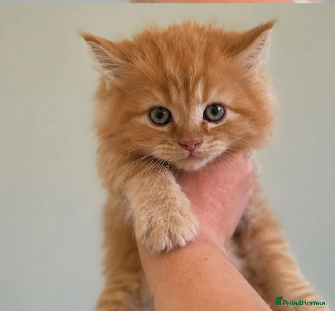 Maine Coon cats for sale: Available- Mainecoon kittens 😸 🥰😍 - Advert 1