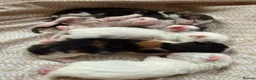 Mixed Breed cats for sale: 4 healthy kittens ready in the next upcoming weeks - Advert 20