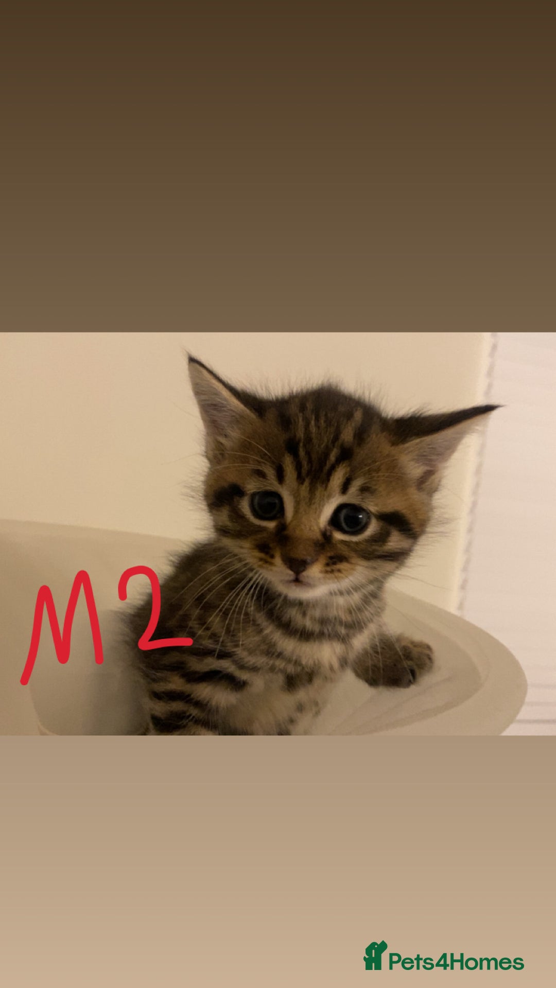 Mixed Breed cats for sale: 4x Tabby😻Babies ready ✅  - Advert 9