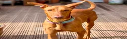 Mixed Breed dogs for adoption: Robbie - Spanish Podenco - Advert 15