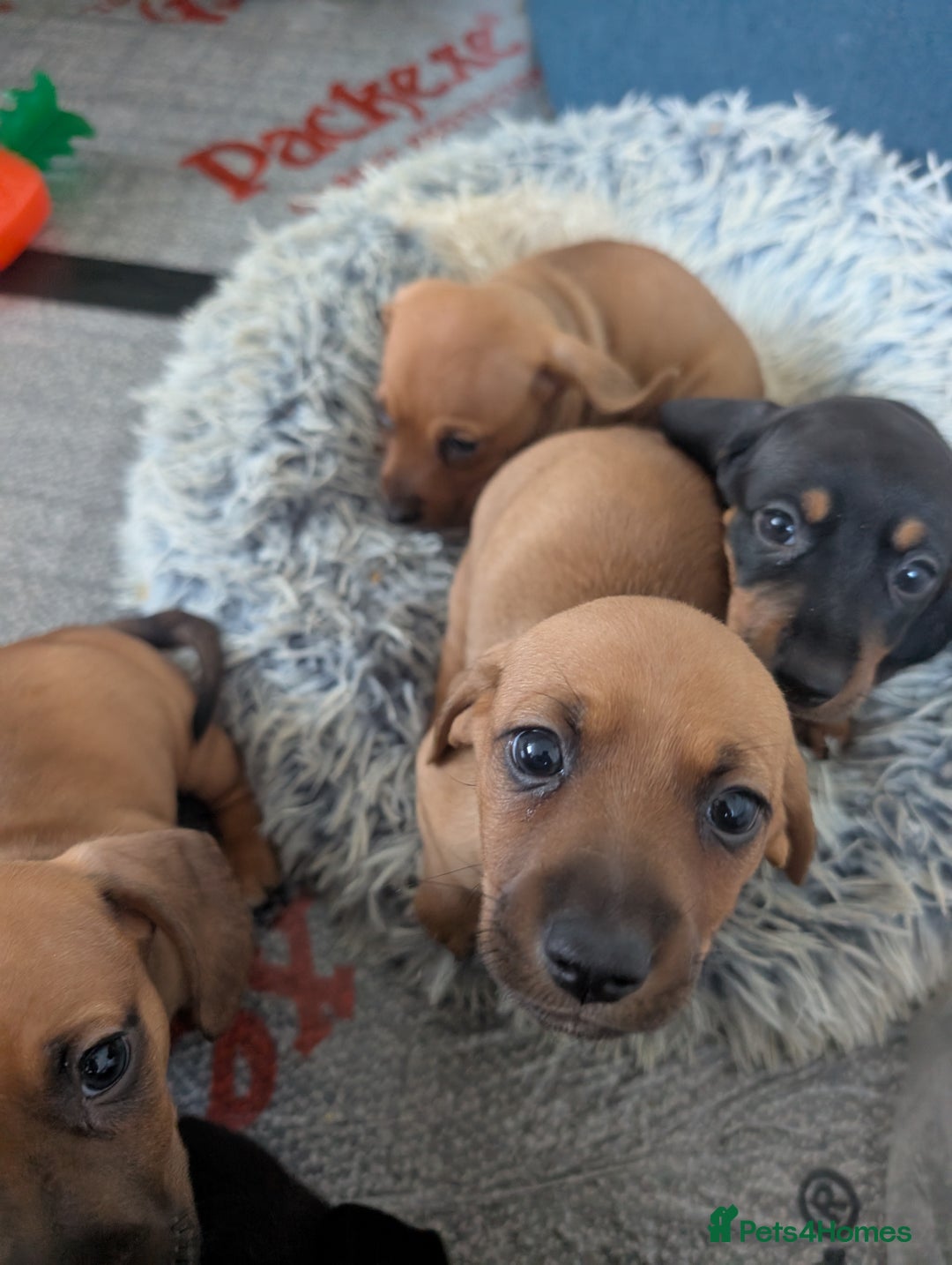 Dachshund dogs for sale: 8 week old Dachshunds  - Image 6