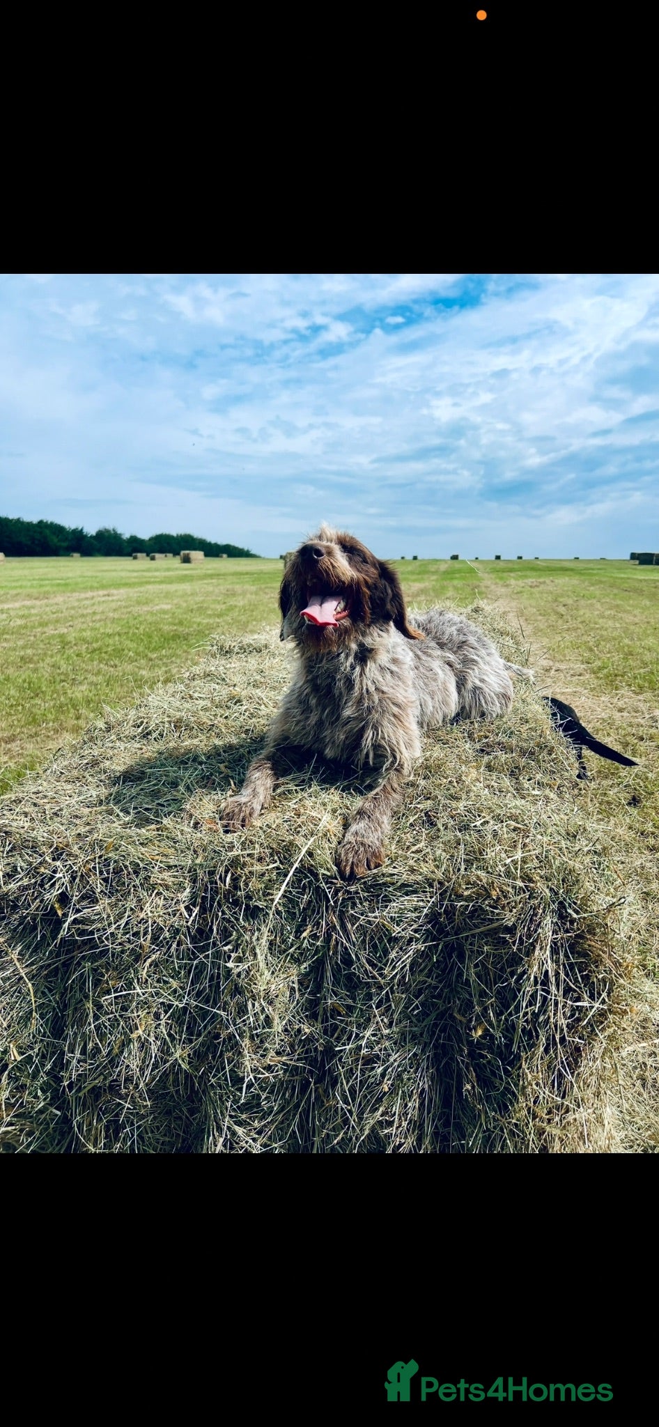 Mixed Breed dogs German Wirehaired pointer x springer spaniel  - Advert 1
