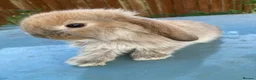 French Lop rabbits for sale: French Lop Bunnies in London - Advert 4