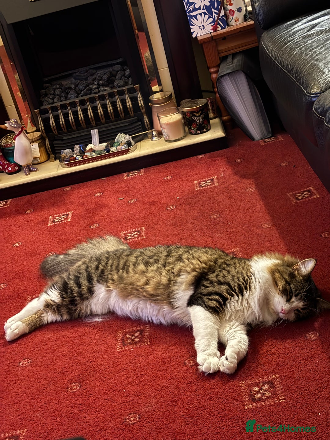 Mixed Breed cats for sale: Wolfie  - Advert 9