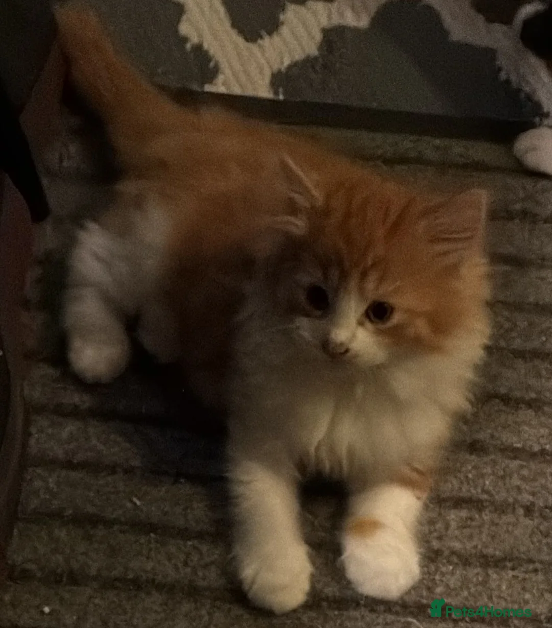 Mixed Breed cats for sale: Beautiful Litter of Mixed Breed Kittens - Advert 2