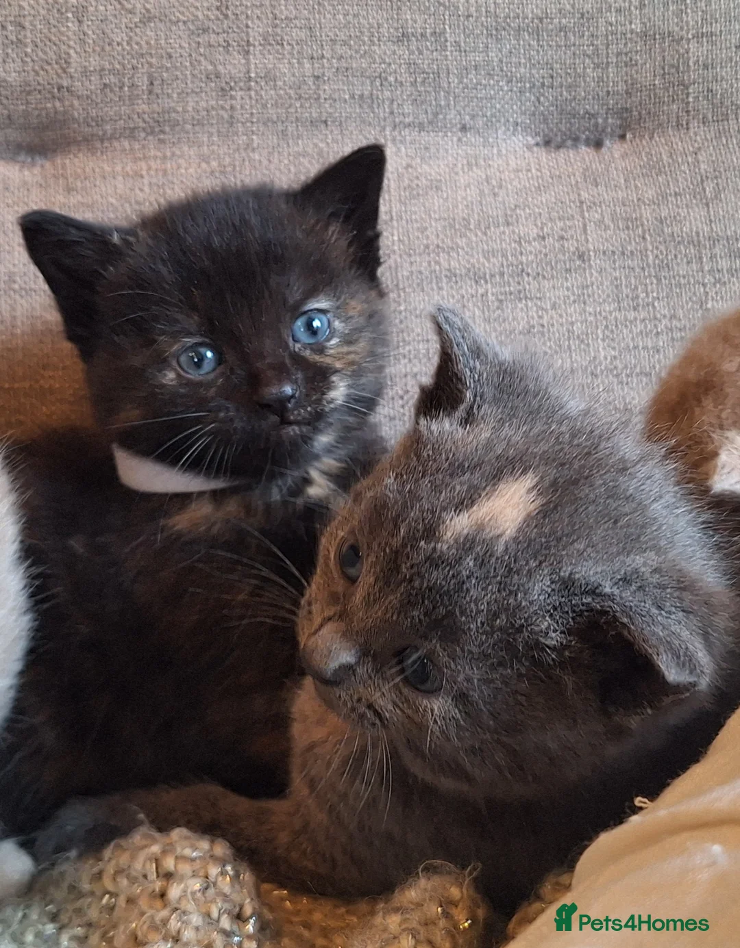 British Shorthair cats for sale: Beautiful BSH cross tortoiseshell kitten  - Advert 12