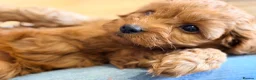 Cavapoo dogs for sale: Extensively health tested Toy F1 Cavapoo puppies - Advert 9