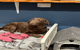 Labrador Retriever dogs for sale: 🐶Beautiful Chocolate Lab Loving Energetic Girl🐶 - Advert 4